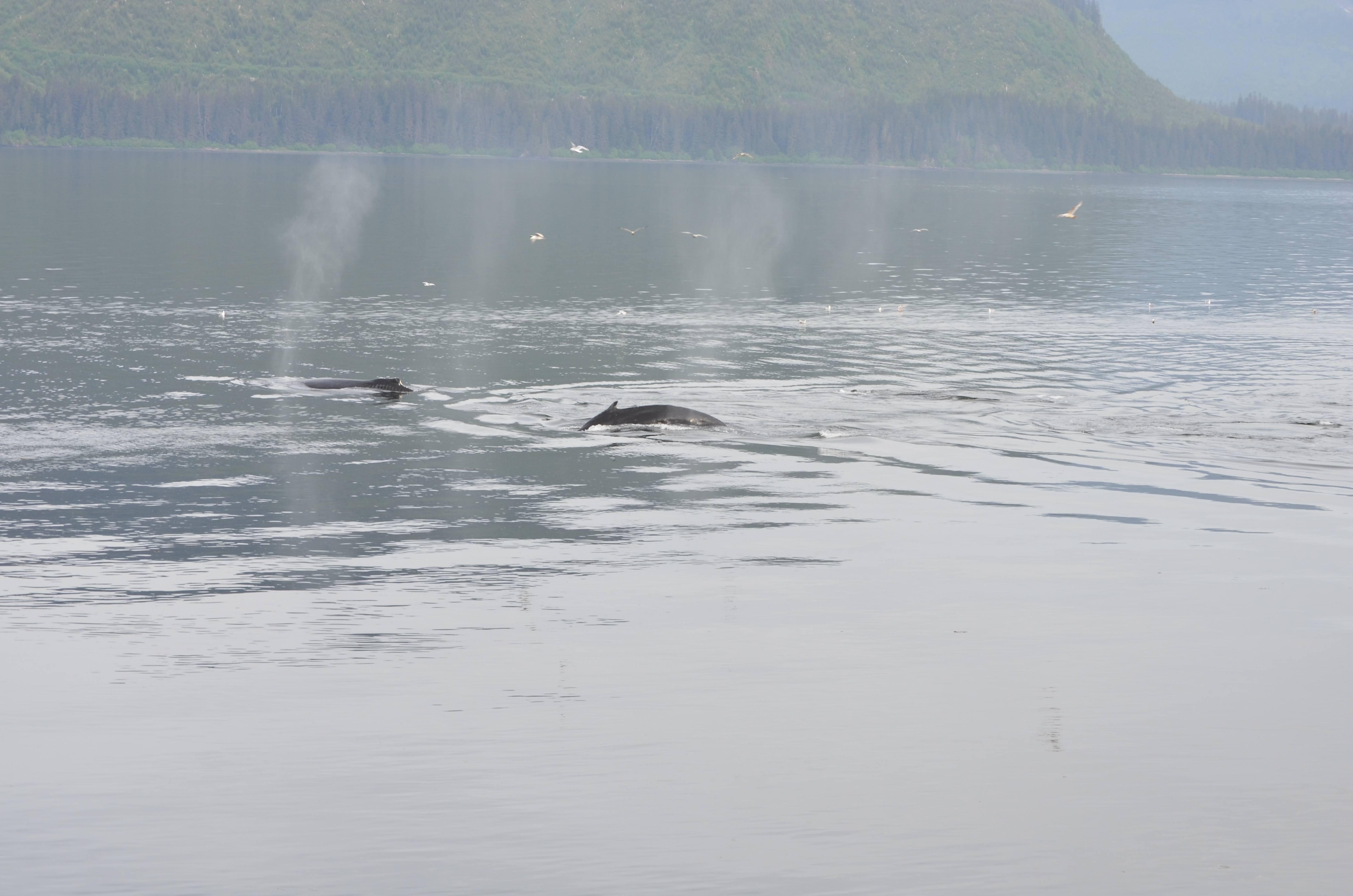 ./2017/08 - Alaska Cruise/10 - Icy Strait Point/DSC_0195.JPG
